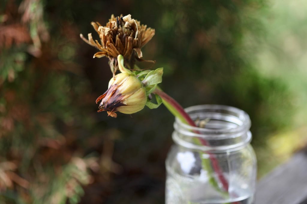 dahlia seed pods in a mason jar of water